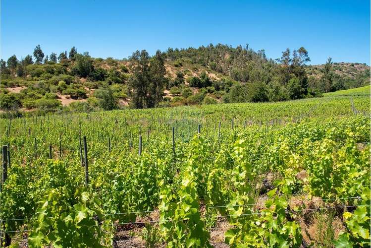 Terreno agrícola viñedos en casablanca venta