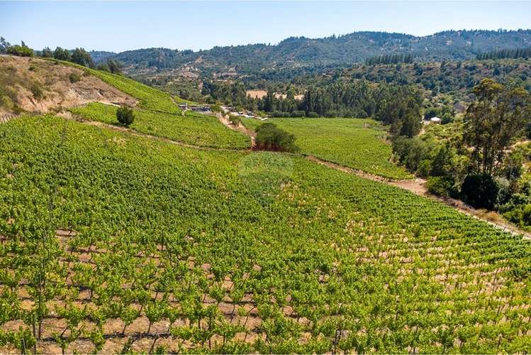 Terreno agrícola viñedos en casablanca venta