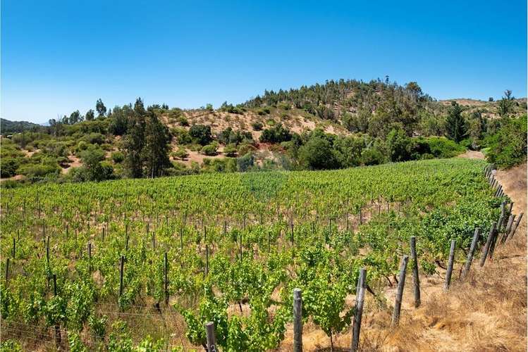 Terreno agrícola viñedos en casablanca venta