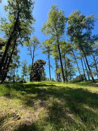 VIVE EN BOSQUES DE FRUTILLAR, LA ZONA MAS LINDA DE CHILE