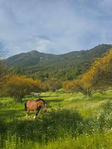 Campo en venta en Malloa, entorno agrícola y vitivinícola