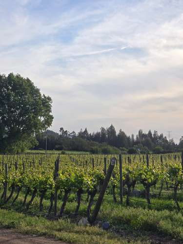 Campo en venta en Malloa, entorno agrícola y vitivinícola