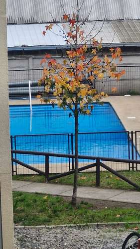 VENTA DEPARTAMENTO  CHIGUAYANTE - Imagen 11