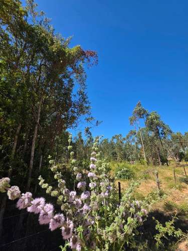 Parcela, Terreno, Fundo Los Aromos, 25 min Concepción, Copiulemu,  Florida - Imagen 21
