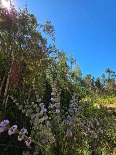 Parcela, Terreno, Fundo Los Aromos, 25 min Concepción, Copiulemu,  Florida - Imagen 20