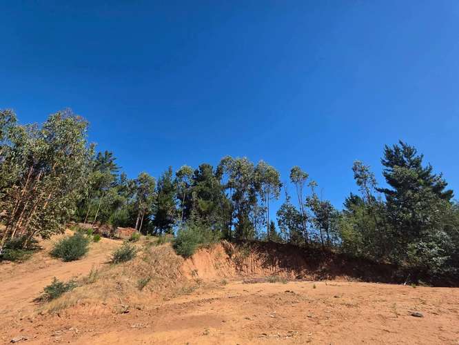 Parcela, Terreno, Fundo Los Aromos, 25 min Concepción, Copiulemu,  Florida - Imagen 15