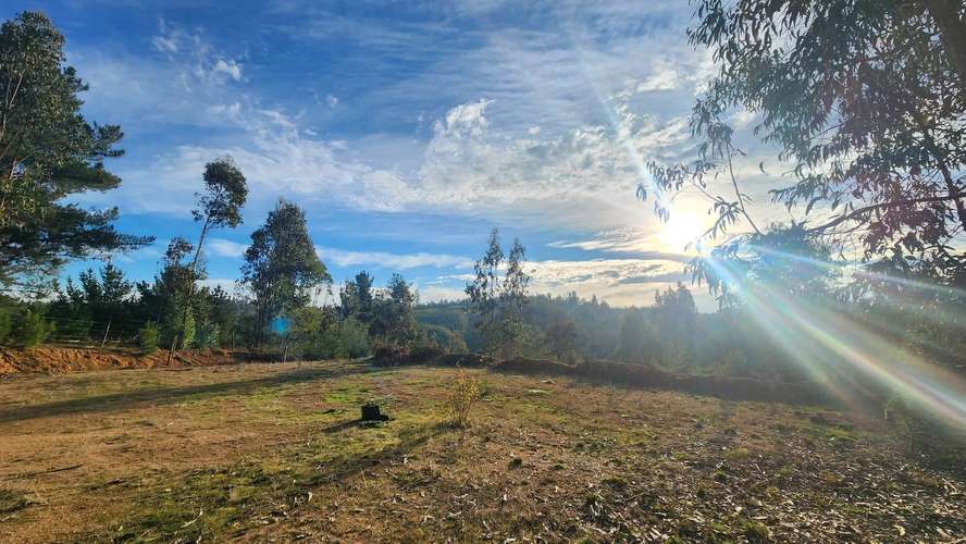 Parcela, Terreno, Fundo Los Aromos, 25 min Concepción, Copiulemu,  Florida - Imagen 8