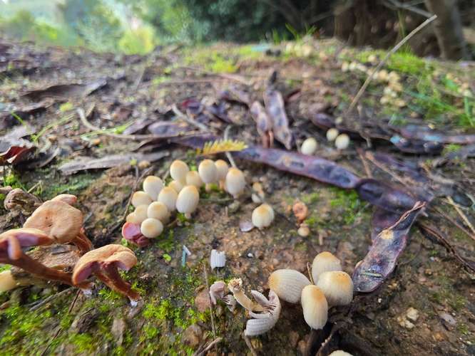 Parcela, Terreno, Fundo Los Aromos, 25 min Concepción, Copiulemu,  Florida - Imagen 10