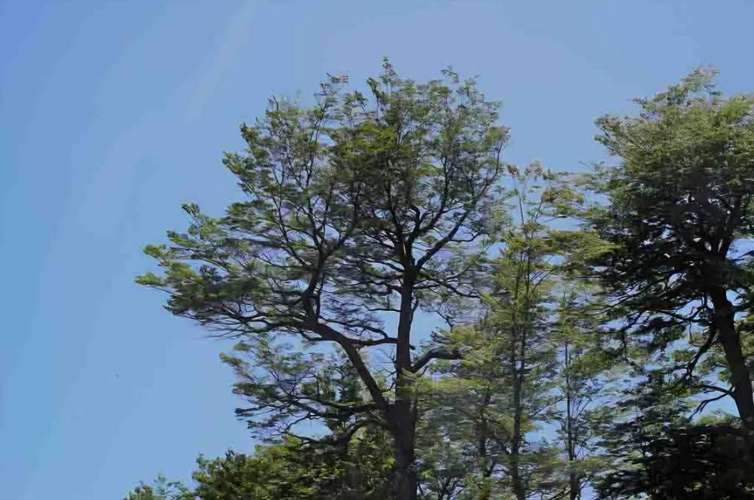 Parcelas, Sitios, Terrenos, Llafenco Park, Pucón - Imagen 8