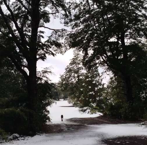 Parcelas, Sitios, Terrenos, Llafenco Park, Pucón - Imagen 17