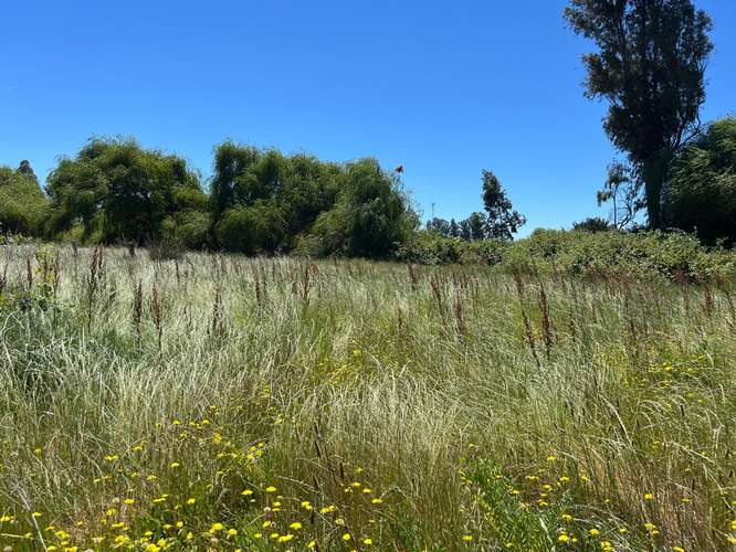 PARCELAS AGRICOLAS A 9.5 KM DE LOS ÁNGELES - Imagen 5