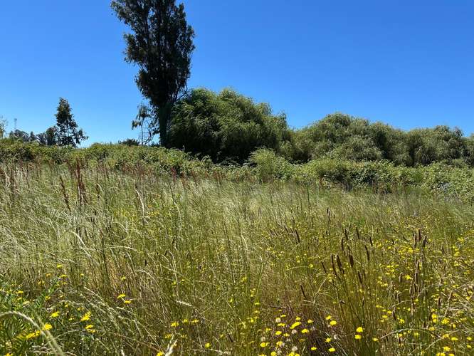PARCELAS AGRICOLAS A 9.5 KM DE LOS ÁNGELES - Imagen 4