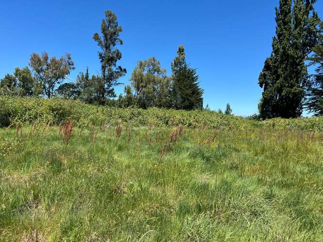 PARCELAS AGRICOLAS A 9.5 KM DE LOS ÁNGELES - Imagen 10