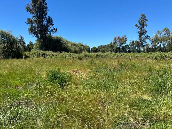 PARCELAS AGRICOLAS A 9.5 KM DE LOS ÁNGELES - Imagen 2