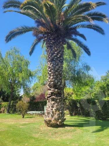 VENDO  PARCELA GRAN CASA Y PISCINA PEÑAFLOR - Imagen 8