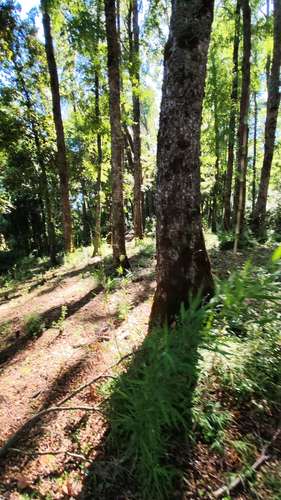 PARAÍSO LLAIMA, TU REFUGIO NATURAL EN CONGUILLÍO - Imagen 19