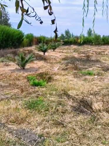 Excelente terreno 3600 m2 Coltauco (186575)
