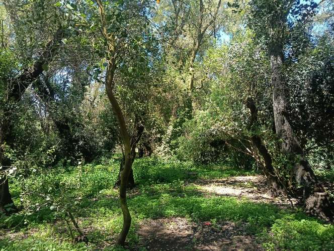VENDE CASABLANCA-TRANQUE LO OVALLE GRAN CASA CON PARQUE