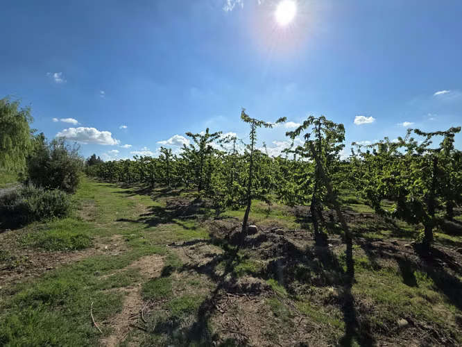 PARCELA AGRÍCOLA CON CEREZOS EN PRODUCCIÓN EN LOS NICHES, CURICÓ