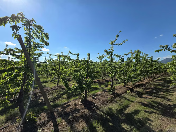 PARCELA AGRÍCOLA CON CEREZOS EN PRODUCCIÓN EN LOS NICHES, CURICÓ