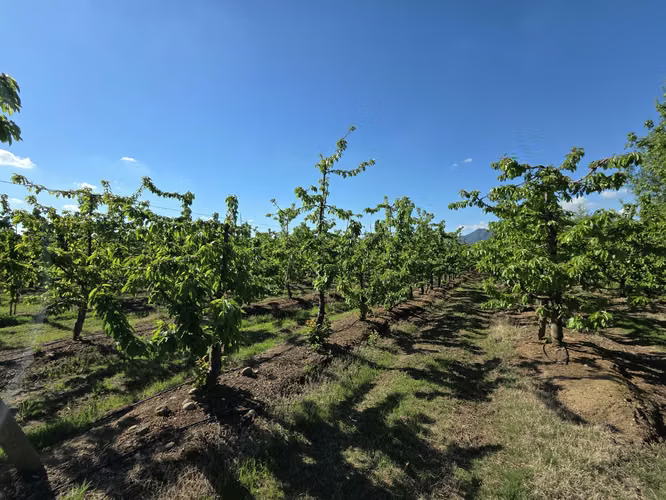 PARCELA AGRÍCOLA CON CEREZOS EN PRODUCCIÓN EN LOS NICHES, CURICÓ