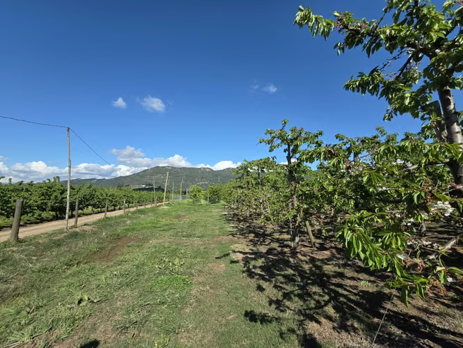 PARCELA AGRÍCOLA CON CEREZOS EN PRODUCCIÓN EN LOS NICHES, CURICÓ