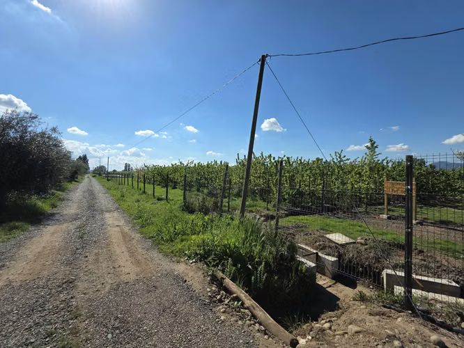 PARCELA AGRÍCOLA CON CEREZOS EN PRODUCCIÓN EN LOS NICHES, CURICÓ