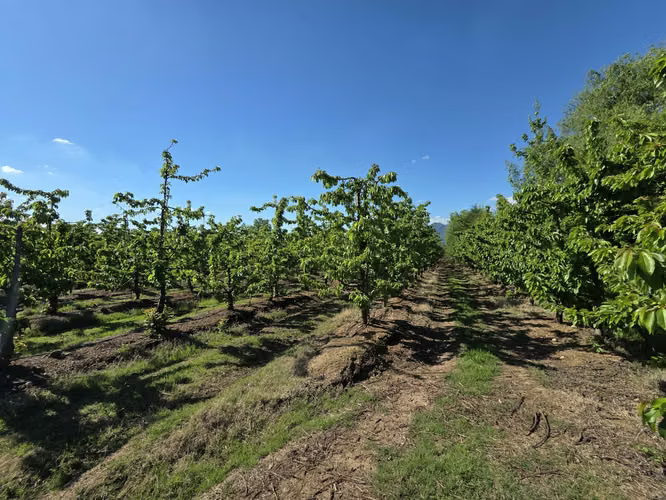 PARCELA AGRÍCOLA CON CEREZOS EN PRODUCCIÓN EN LOS NICHES, CURICÓ