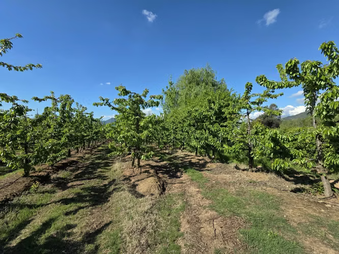 PARCELA AGRÍCOLA CON CEREZOS EN PRODUCCIÓN EN LOS NICHES, CURICÓ