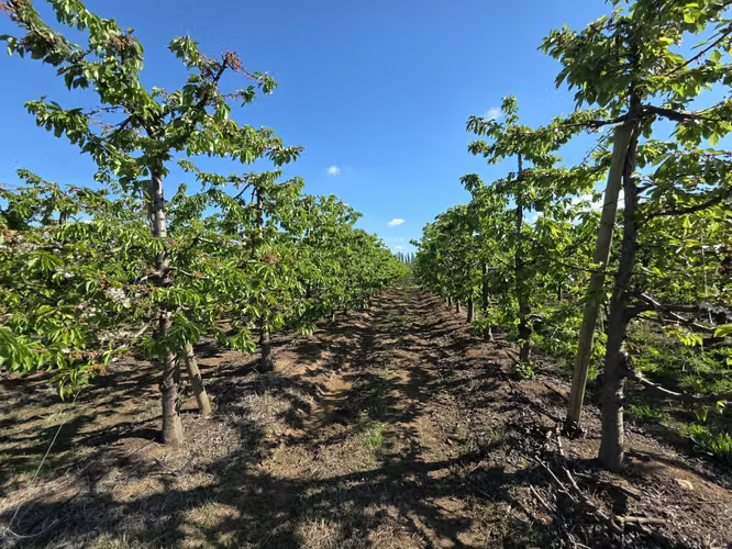 PARCELA AGRÍCOLA CON CEREZOS EN PRODUCCIÓN EN LOS NICHES, CURICÓ