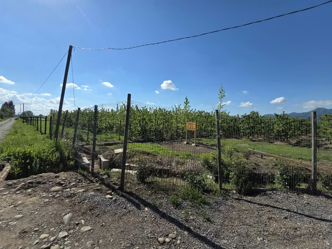 PARCELA AGRÍCOLA CON CEREZOS EN PRODUCCIÓN EN LOS NICHES, CURICÓ