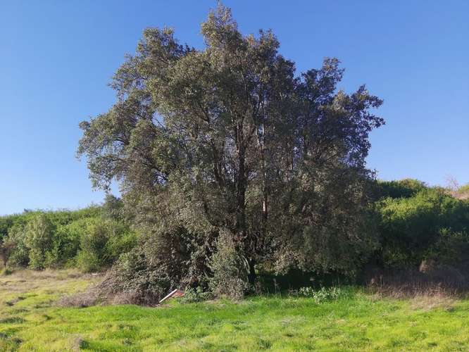 Parcela en Litueche, parcelación Piraino