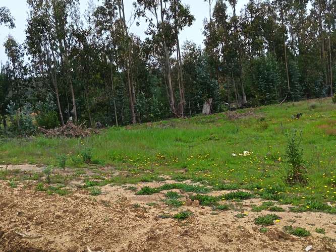 LA POLCURA – PUERTECILLO | 5.000 M² CERRADOS, CON AGUA Y LUZ | $80 MILLONES