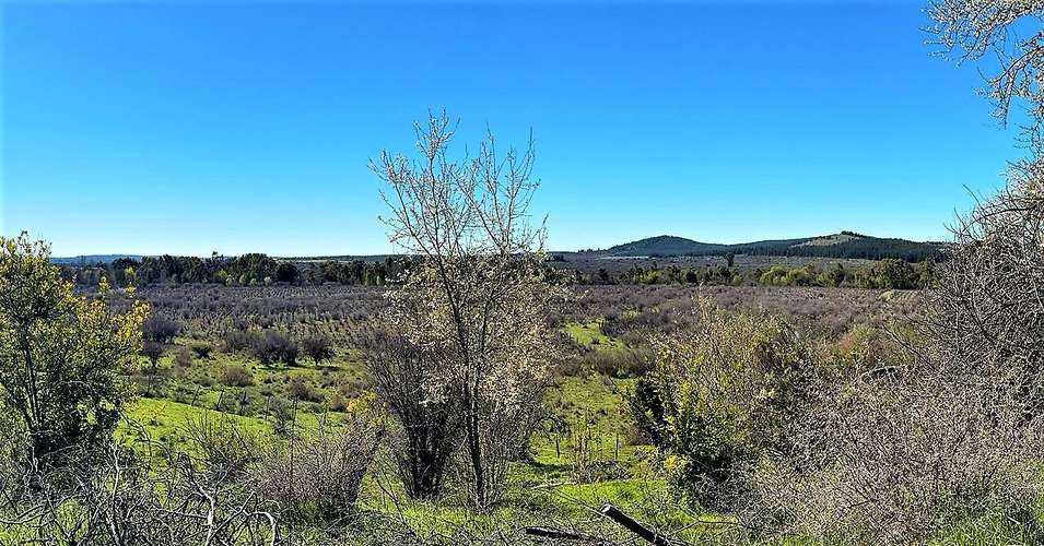 En arriendo, Fundo El Macetero 198,9 Há, Cauquenes. 199 UF.