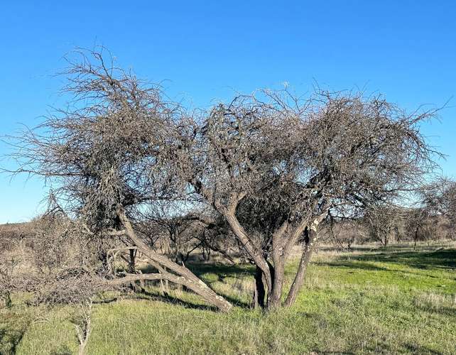 En arriendo, Fundo El Macetero 198,9 Há, Cauquenes. 199 UF.