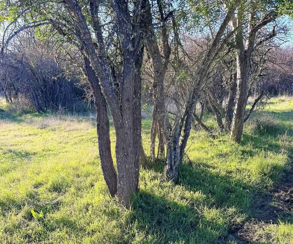 En arriendo, Fundo El Macetero 198,9 Há, Cauquenes. 199 UF.