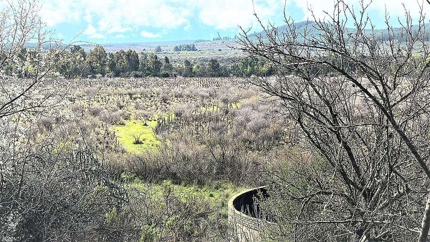 En arriendo, Fundo El Macetero 198,9 Há, Cauquenes. 199 UF.