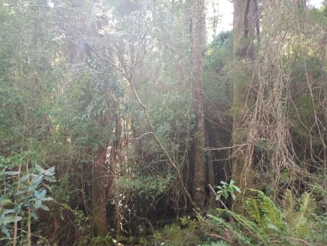 SE VENDE ESPECTACULAR PARCELA DE 32 HECTÁREAS EN T