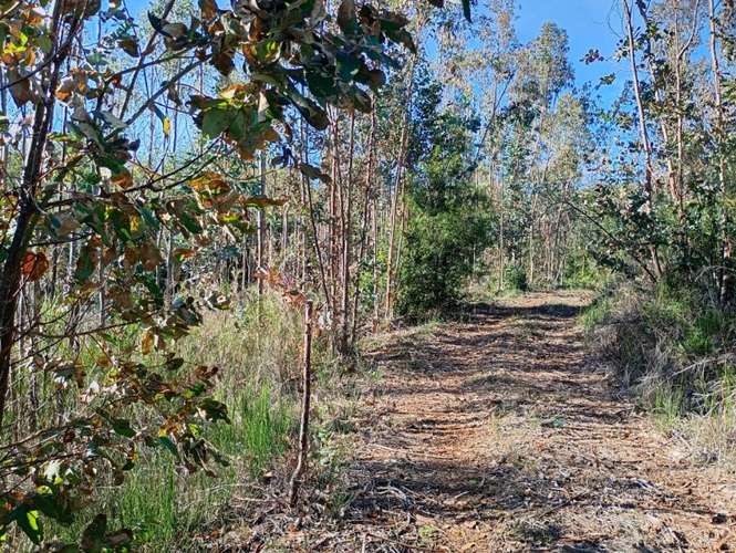 SE VENDE ESPECTACULAR PARCELA DE 32 HECTÁREAS EN T