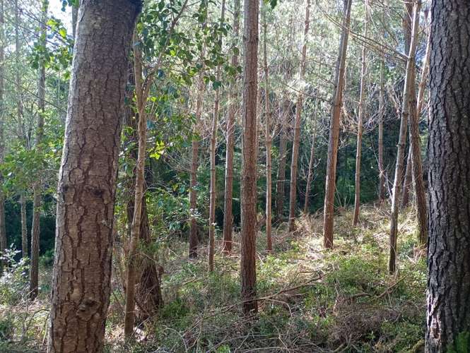 SE VENDE ESPECTACULAR PARCELA DE 32 HECTÁREAS EN T