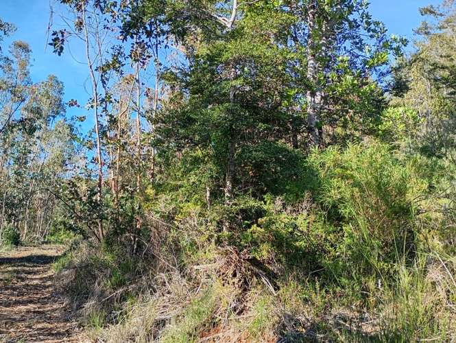 SE VENDE ESPECTACULAR PARCELA DE 32 HECTÁREAS EN T