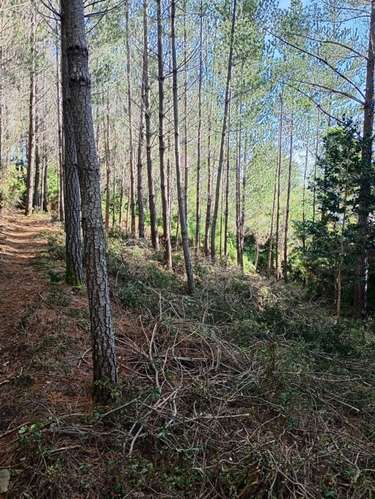 SE VENDE ESPECTACULAR PARCELA DE 32 HECTÁREAS EN T