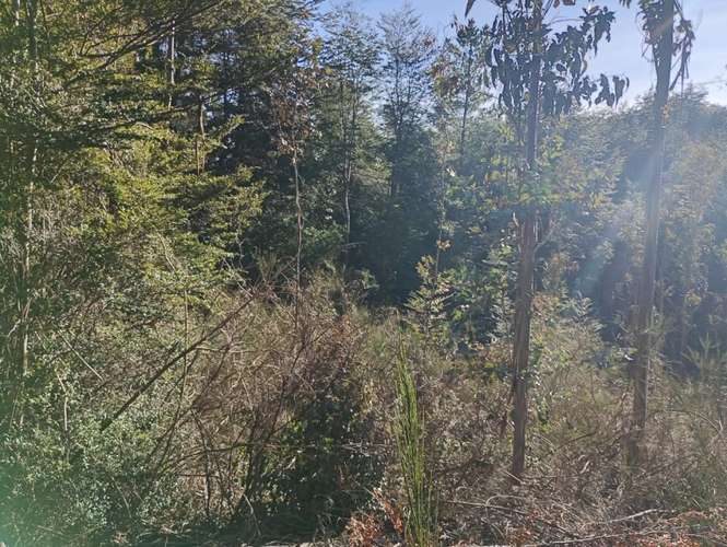 SE VENDE ESPECTACULAR PARCELA DE 32 HECTÁREAS EN T