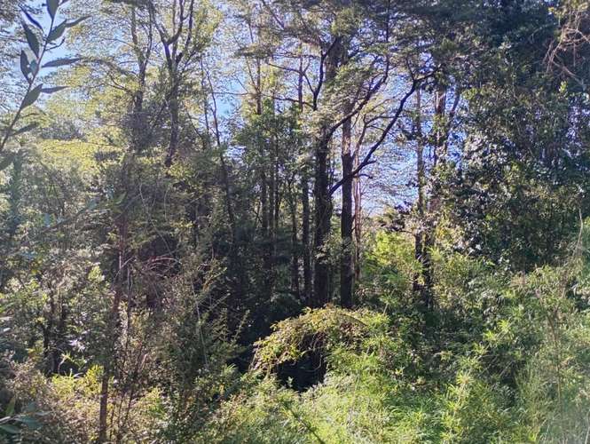SE VENDE ESPECTACULAR PARCELA DE 32 HECTÁREAS EN T