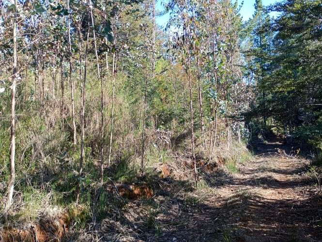 SE VENDE ESPECTACULAR PARCELA DE 32 HECTÁREAS EN T