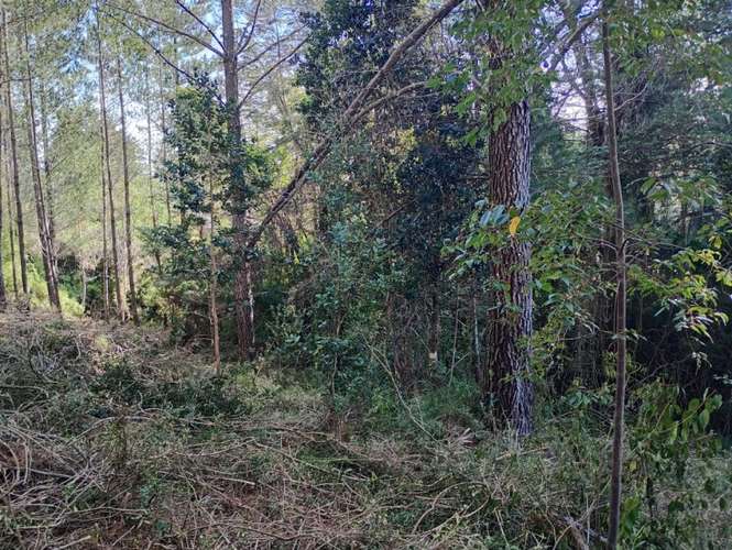 SE VENDE ESPECTACULAR PARCELA DE 32 HECTÁREAS EN T