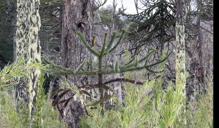 Terreno 7.740 m2 con araucarias, Curacautin (183244) - Imagen 2
