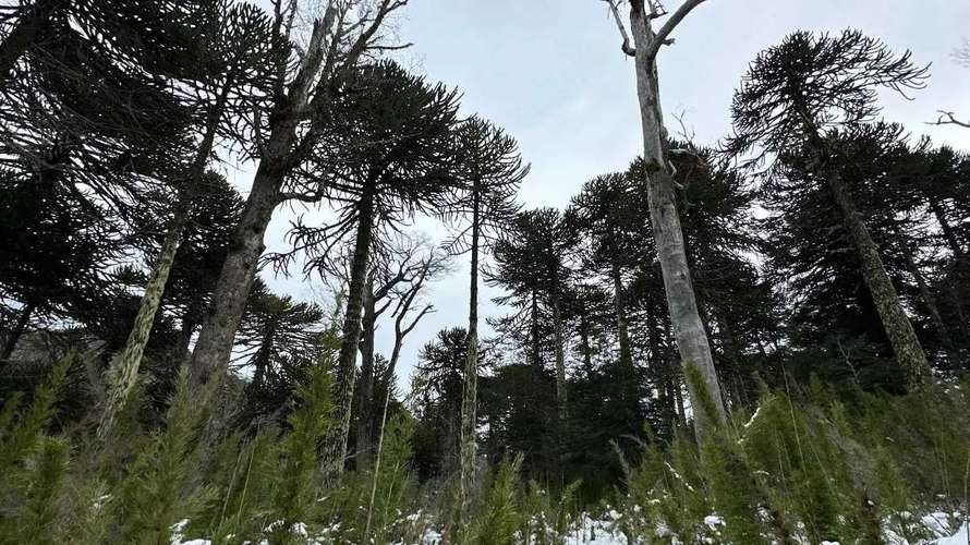 Terreno 7.740 m2 con araucarias, Curacautin (183244) - Imagen 8
