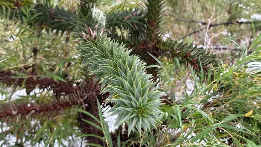 Terreno 7.740 m2 con araucarias, Curacautin (183244) - Imagen 6