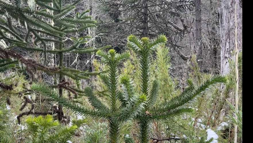 Terreno 7.740 m2 con araucarias, Curacautin (183244) - Imagen 4